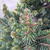 Picea abies 'Will's Zwerg'