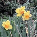 Narcissus 'Fortissimo' - Trompetbloemige narcis, Narcis