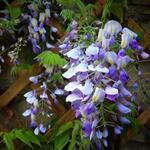 Wisteria sinensis 'Golden King' - Blauwe regen