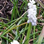 Muscari armeniacum 'Venus' - Blauw druifje