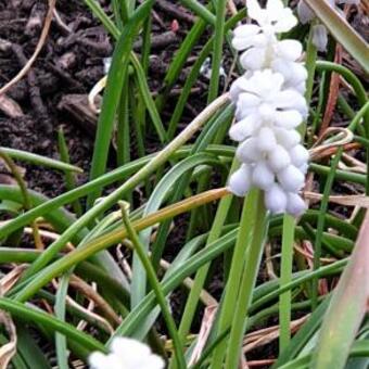 Muscari armeniacum 'Venus'