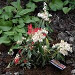 Pieris 'Flaming Silver' - Rotsheide