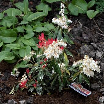 Pieris 'Flaming Silver'