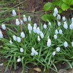 Muscari armeniacum 'Peppermint' - Blauw druifje