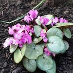 Cyclamen coum ´Silver Leaf´ - Alpenviooltje