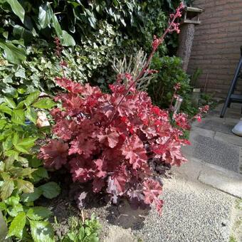 Heuchera INDIAN SUMMER 'Boysenberry'