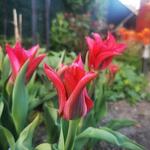 Tulipa 'Doll's Minuet' - Tulp