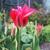 Tulipa 'Doll's Minuet'