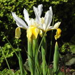 Iris hollandica 'Montecito' - Hollandse boliris