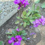 Arabis blepharophylla - Randjesbloem - Arabis blepharophylla