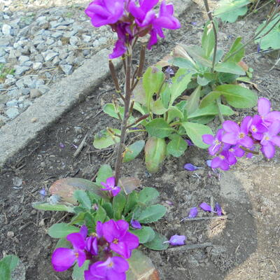 Randjesbloem - Arabis blepharophylla