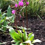 Dodecatheon pulchellum 'Red Wings' - Twaalfgodenkruid