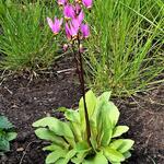 Dodecatheon pulchellum 'Red Wings' - Twaalfgodenkruid