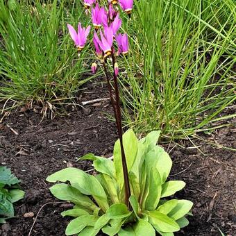 Dodecatheon pulchellum 'Red Wings'