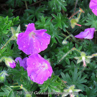 Geranium sanguineum