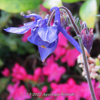 Aquilegia hybride