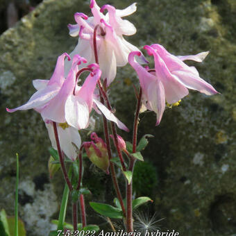 Aquilegia hybride