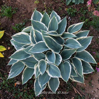 Hosta 'El Nino'