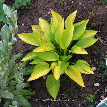 Hosta 'June Fever'