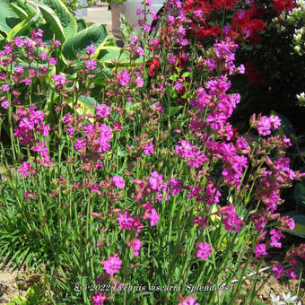 Lychnis viscaria 'Splendens'