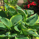 Hosta 'Parasol' - Hartlelie/Funkia