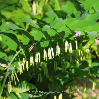 Polygonatum multiflorum