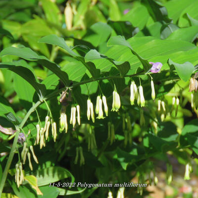 Gewone salomonszegel - Polygonatum multiflorum 