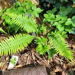 Blechnum nudum - Dubbelloofvaren, Visgraat watervaren 