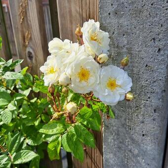 Rosa 'Neige d'Avril'