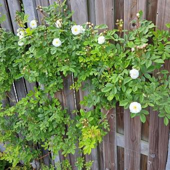 Rosa 'Neige d'Avril'