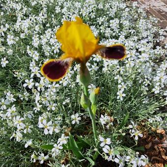 Iris 'Bumblebee Deelite'