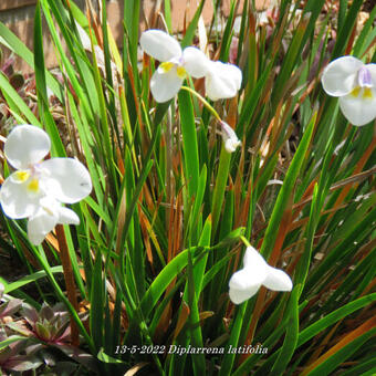 Diplarrena latifolia