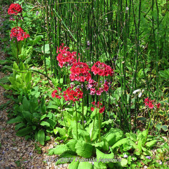 Primula japonica