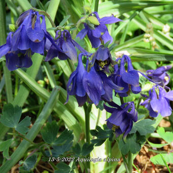 Aquilegia alpina