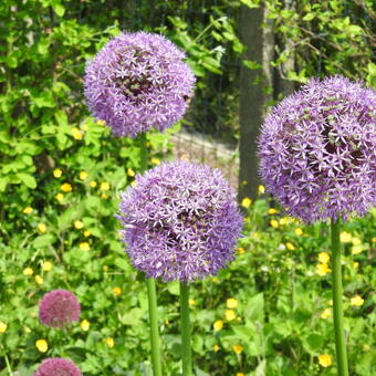 Allium 'Globemaster'