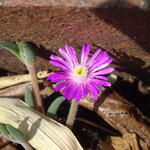 Delosperma WHEELS OF WONDER 'Hot Pink Wonder' - IJsbloem