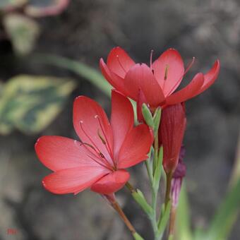 Hesperantha coccinea 'Major'