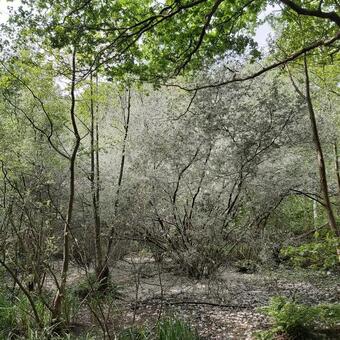 Salix caprea