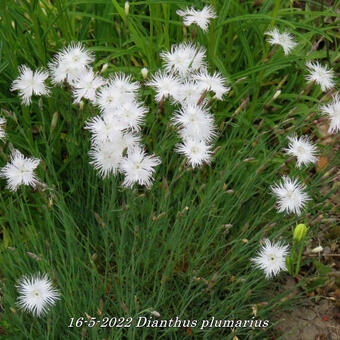 Dianthus plumarius