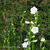 Campanula persicifolia 'Alba'