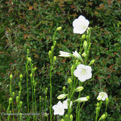 perzikbladklokje - Campanula persicifolia 'Alba'