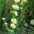 Sisyrinchium striatum