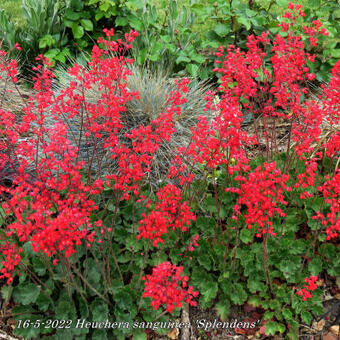 Heuchera sanguinea 'Splendens'