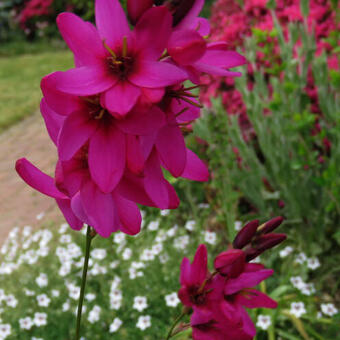 Ixia 'Mabel'