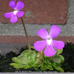 Pinguicula macroceras - Californische vetblad