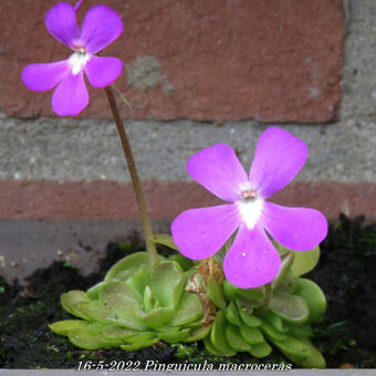 Pinguicula macroceras