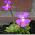 Pinguicula macroceras