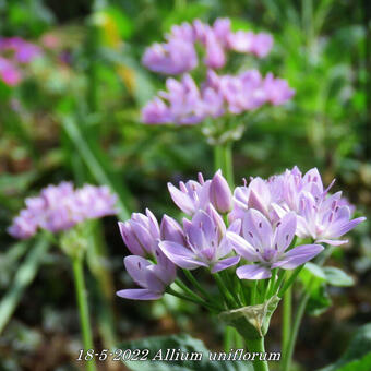 Allium uniflorum