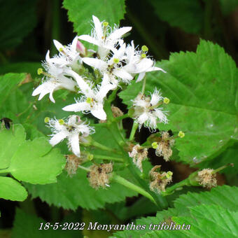 Menyanthes trifoliata