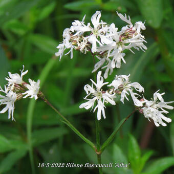 Silene flos-cuculi 'Alba'